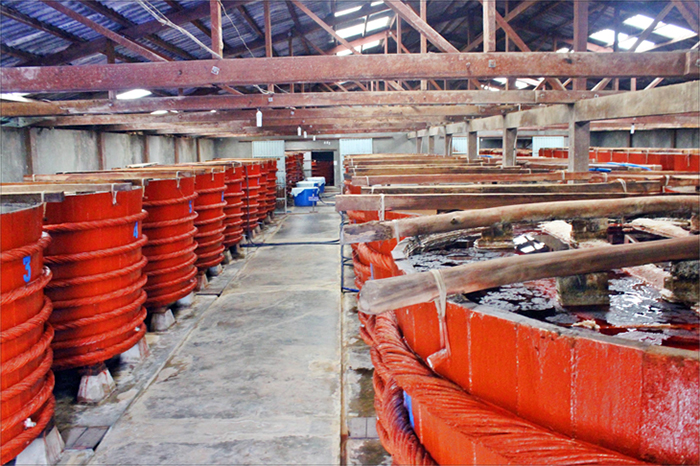 Visit A Fish Sauce Factory On The Island