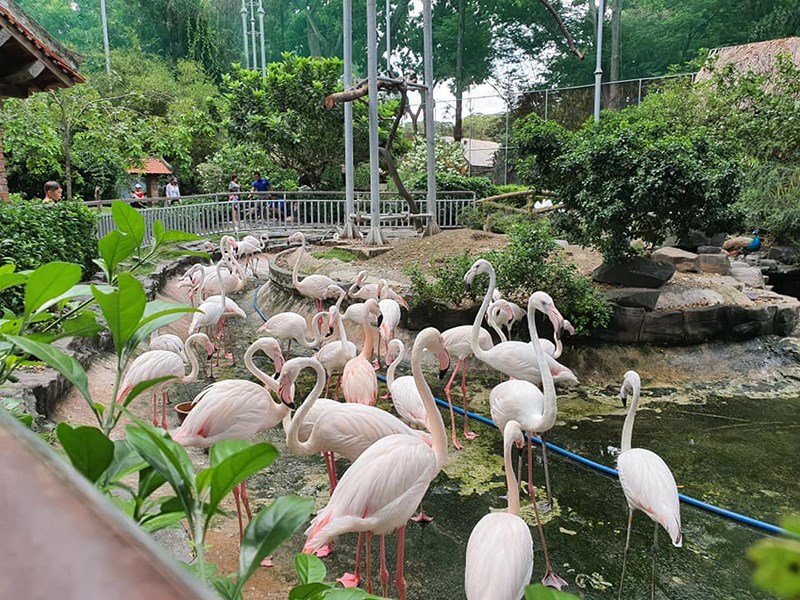 Visit the zoo and observe rare animal species