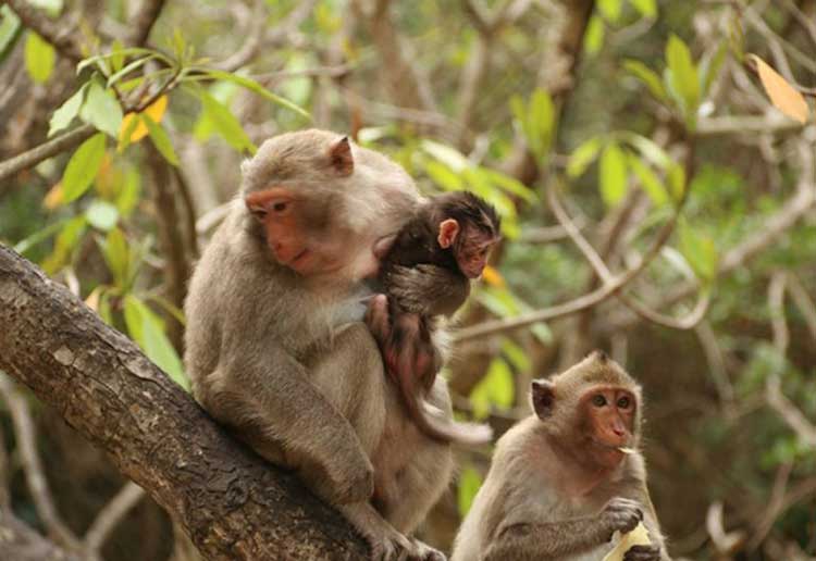 monkey island vietnam