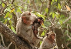 A Complete Travel Guide to Monkey Island Vietnam 2026