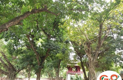 Temple of Literature in Hanoi, Top 5 things event local do not know