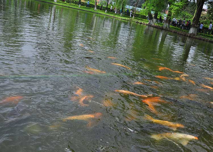 Uncle Ho’s Fish pond