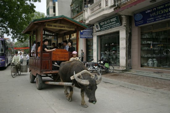 buffalo cart at bat trang village