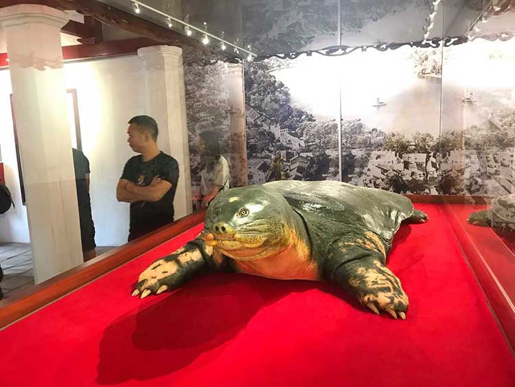 specimen of giant turtle ngoc son temple