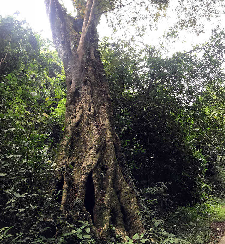 ancient tree in cuc phuong national park 1