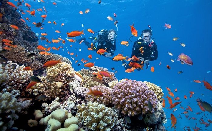 Join Diving And Snorkeling Surrounding The Fishes