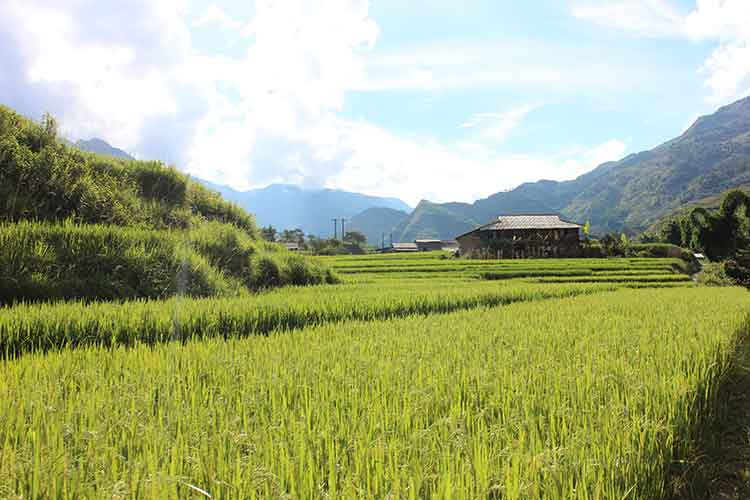 rice field sapa